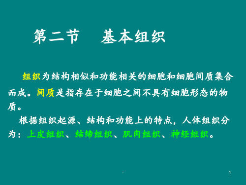 人体基本组织ppt课件