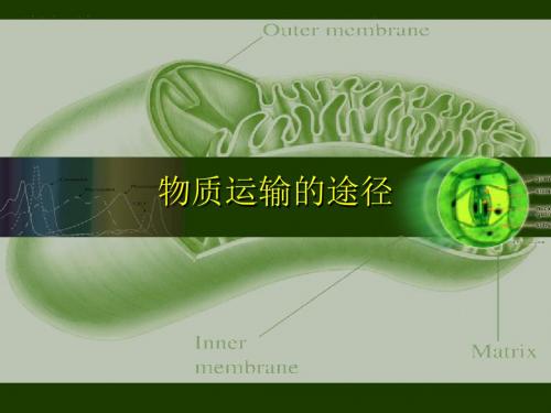 【初中生物】物质运输的途径PPT课件5