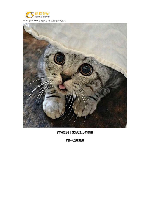 猫杯状病毒感染