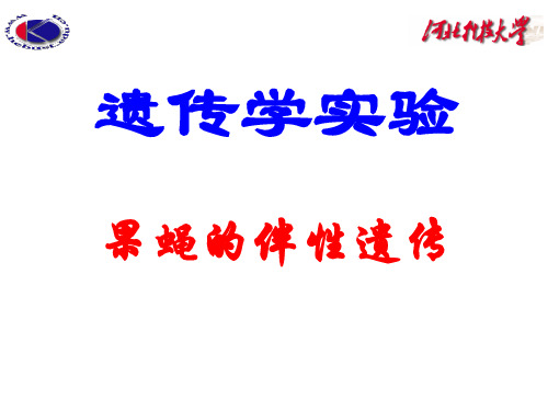 遗传学实验四 果蝇的伴性遗传