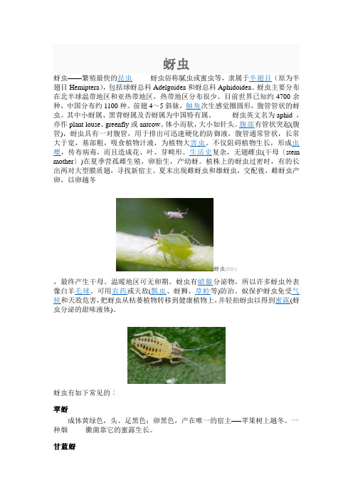 蚜虫百科