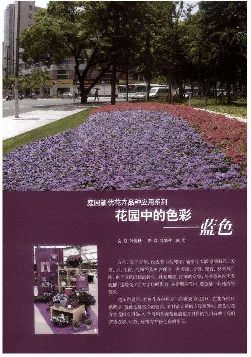 庭园新优花卉品种应用系列  花园中的色彩——蓝色