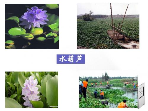八年级语文上册《生物入侵者》课件_人教新课标版 (1)