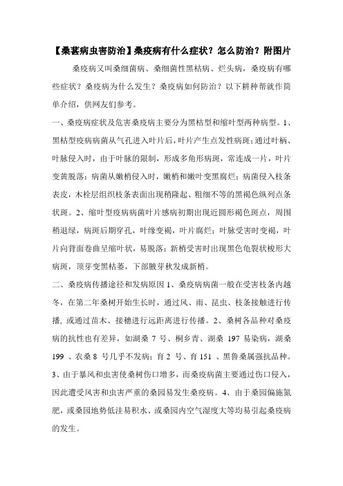 【桑葚病虫害防治】桑疫病有什么症状？怎么防治？附图片