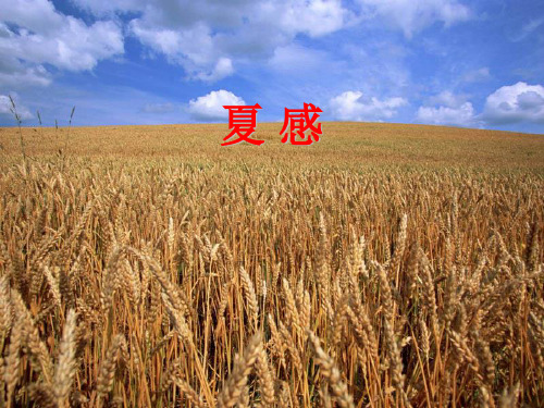 七年级语文上册 《夏感》课件 人教新课标版