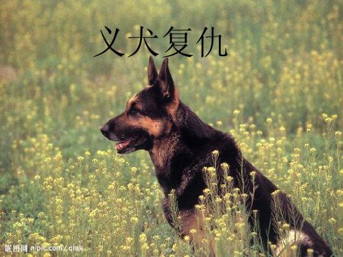 义犬复仇