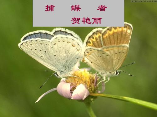 捕蝶者ppt详解4 