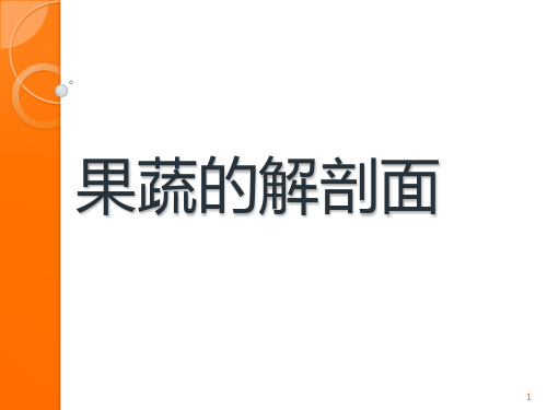 四年级美术蔬果剖面ppt课件
