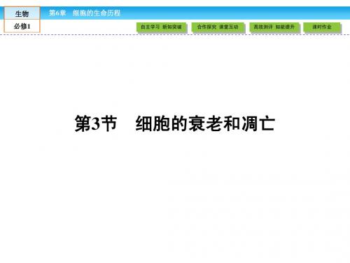【高效导学】2015版高中生物(RJ)必修1课件：6.3细胞的衰老和凋亡
