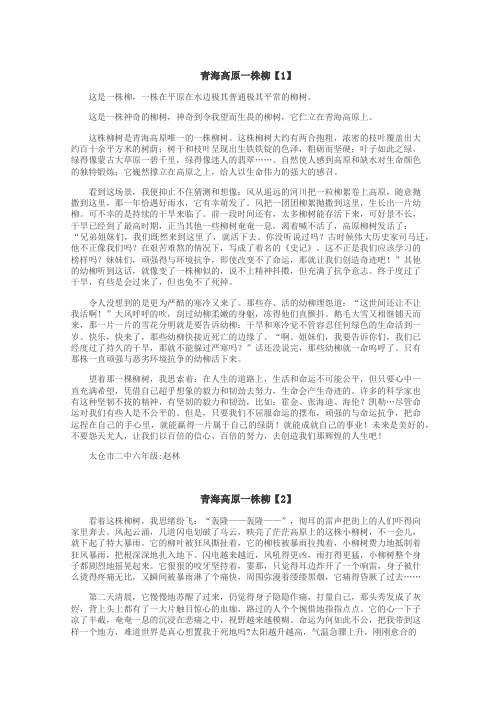青海高原一株柳作文
