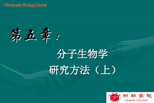 基因克隆技术