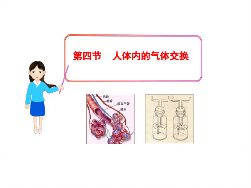 七年级下册生物课件 4104人体内的气体交换课件6苏教版