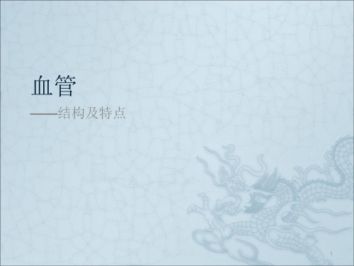 血管结构ppt课件