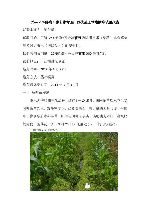 25%硝磺·莠去津青玉玉米地除草试验-广西横县