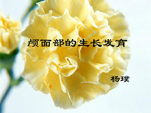 颅面部的生长发育