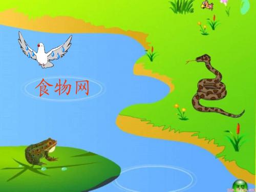 生物：6.1.2《食物链和食物网——食物网》课件(济南版八年级下)
