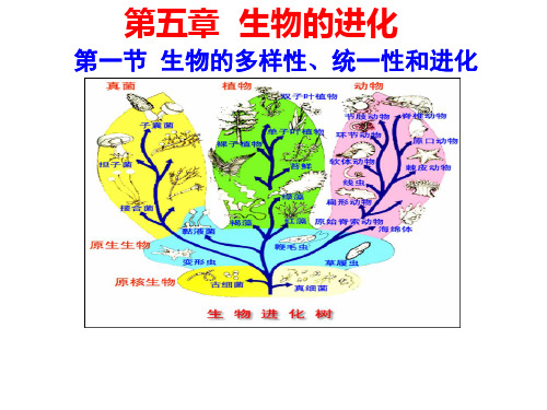 5.1-生物的多样性、统一性和进化