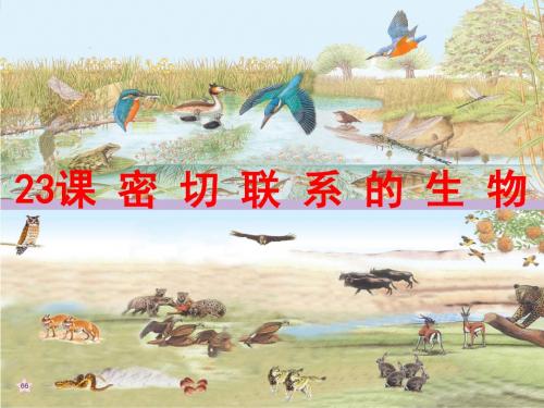 青岛版科学六年级上册《密切联系的生物界》课件