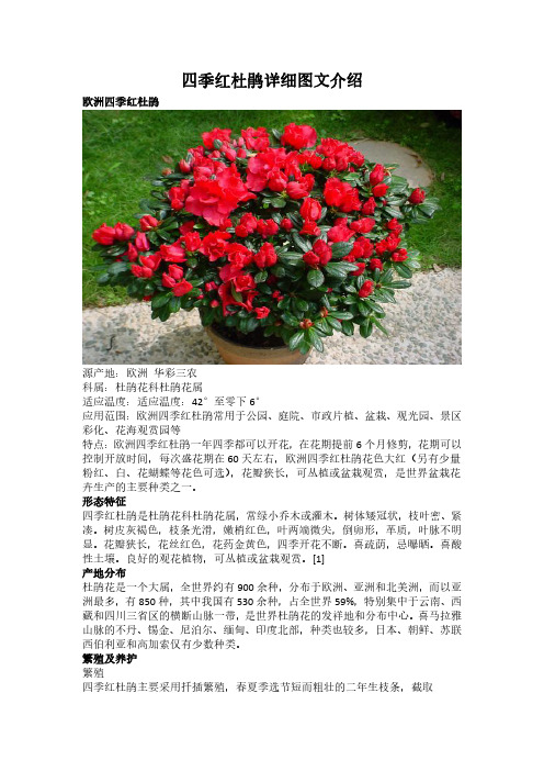 四季红杜鹃详细图文介绍