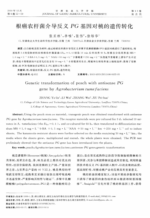根癌农杆菌介导反义PG基因对桃的遗传转化