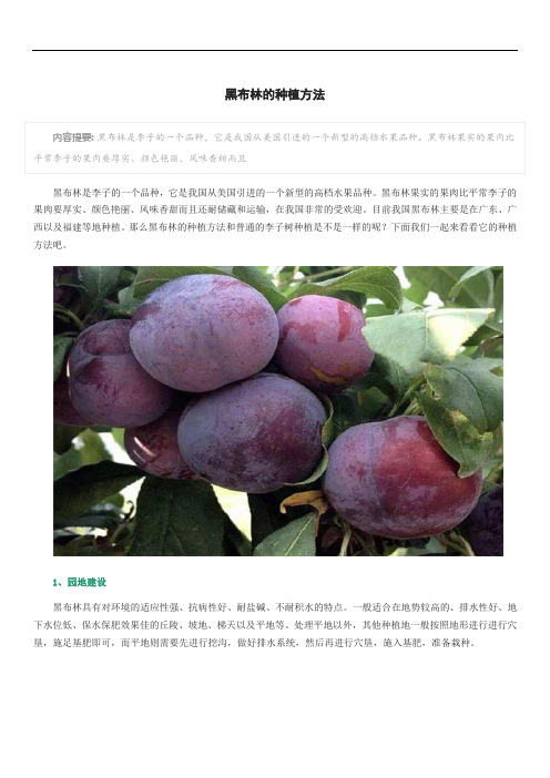 黑布林的种植方法