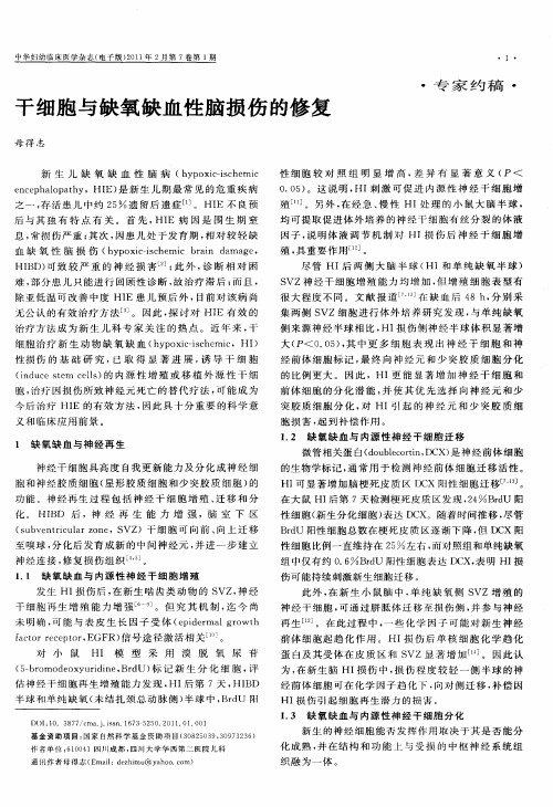 干细胞与缺氧缺血性脑损伤的修复
