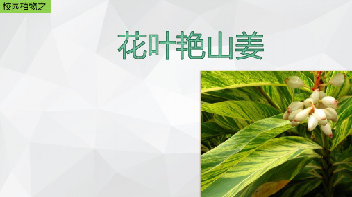 花叶艳山姜介绍