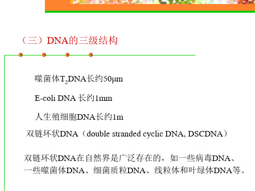 (三)DNA的三级结构