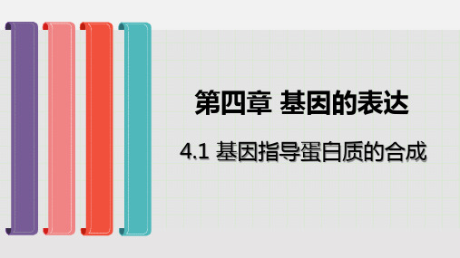 人教版新教材《蛋白质》ppt精品教学2