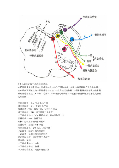 脑干内的功能柱