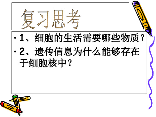 人教版生物七上_第二章第一节《细胞通过分裂产生新细胞》课件(2)PPT(28张)