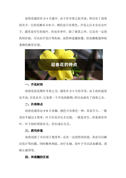 迎春花的特点