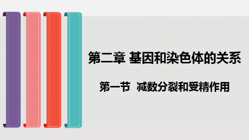 人教版生物新教材《减数分裂和受精作用》ppt课件下载1