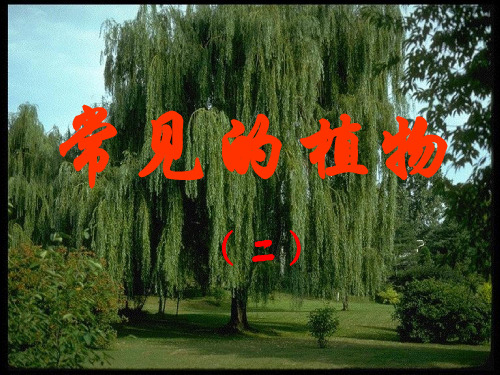 浙教版七年级科学上册《2-5常见的植物》教学课件PPT优秀课件 (2)