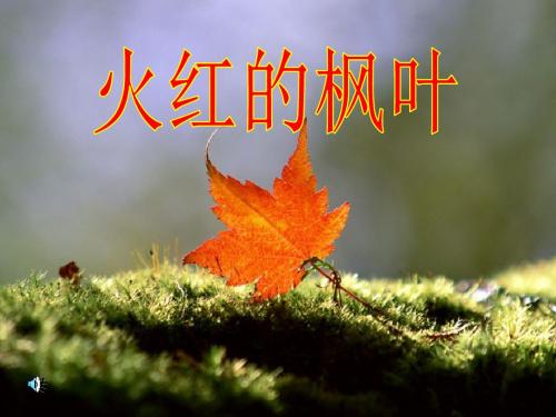 《火红的枫叶》PPT课件5
