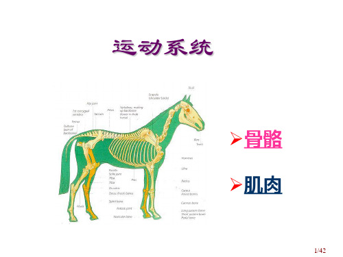 动物体全身骨骼识别课件(共42张ppt)《畜禽解剖生理》同步教学(中国农业出版社)