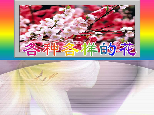 四年级下 各种各样的花教科版实用PPT (共34张PPT)
