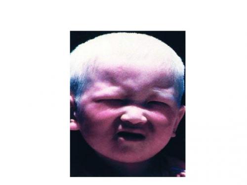 孟德尔的豌豆杂交实验一