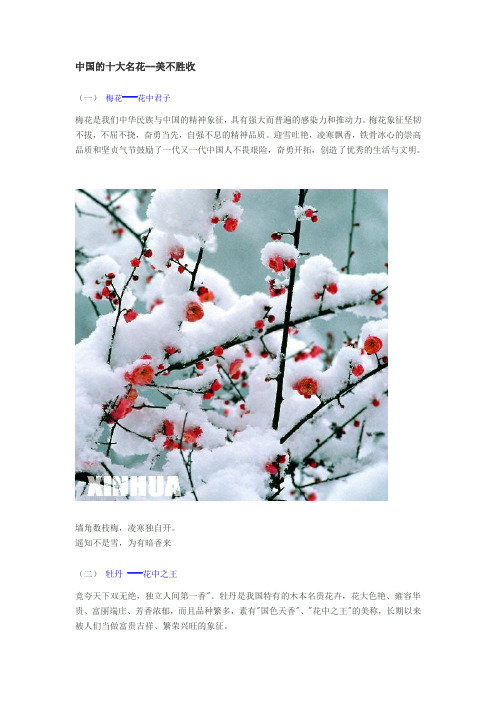 中国的十大名花--美不胜收