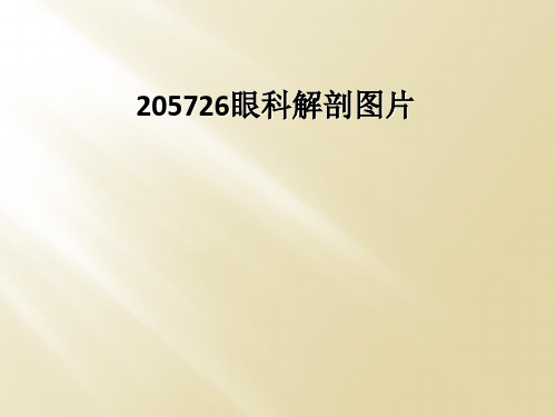 205726眼科解剖图片