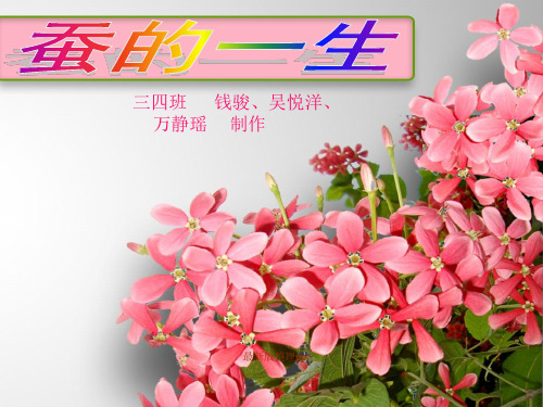 小学科学实验的ppt课件