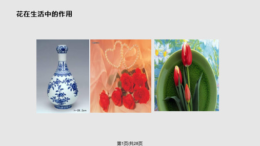 装饰图案之花卉装饰变形PPT课件
