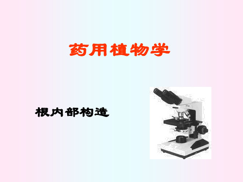 根内部构造