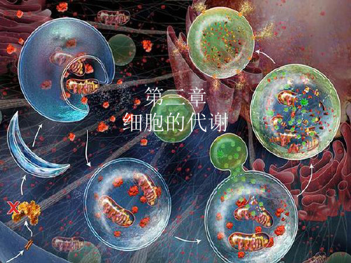 浙科版生物必修一第三章细胞的代谢32PPT