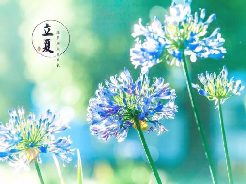 北师大版二年级语文下册《5 夏天  ①立夏节到了》公开课课件_13