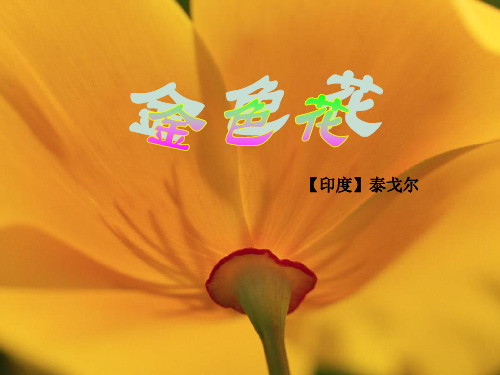 《金色花》精美教学课件