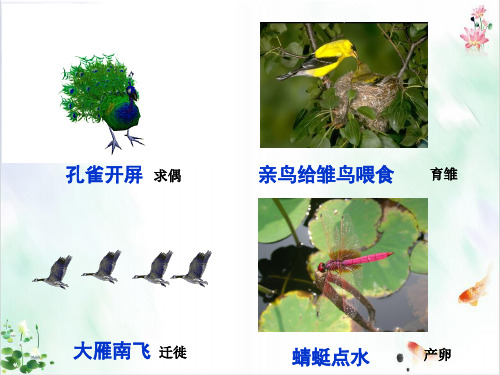 初中生物人教版《动物的运动》PPT教学课件