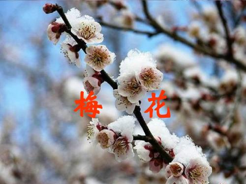 语文版二年级上册古诗两首梅花课件