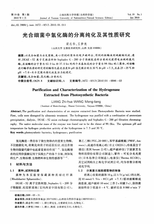 光合细菌中氢化酶的分离纯化及其性质研究