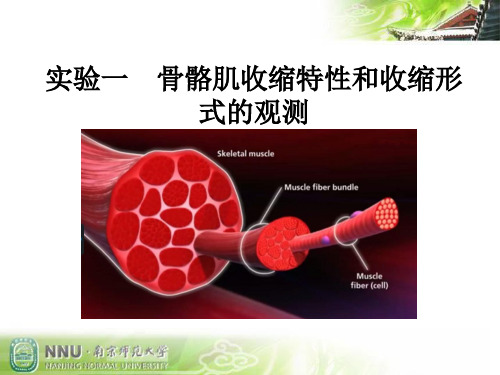 实验 骨骼肌细胞兴奋时收缩性和形式(刺激强度和频率)